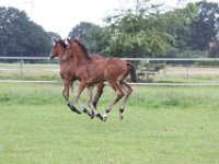 luftsprung
