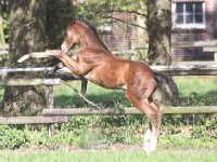 sohn10